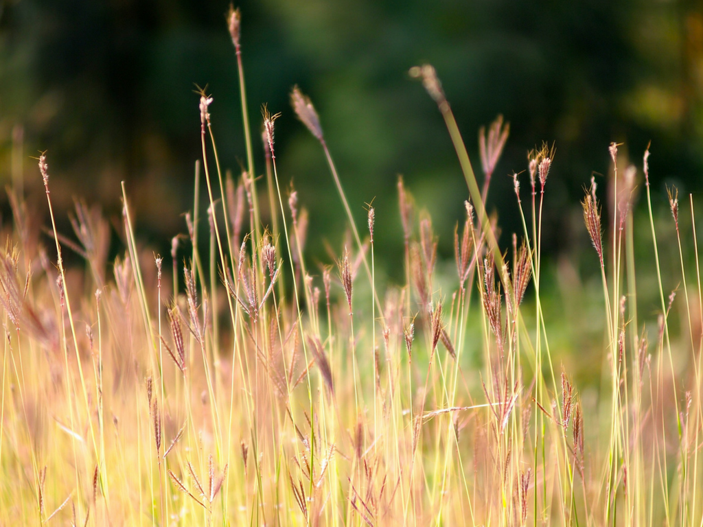 Wonderful Counsellor