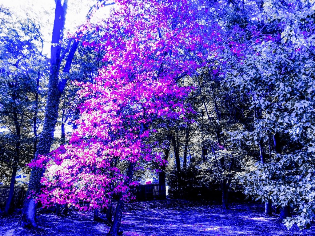 The Trees Smile