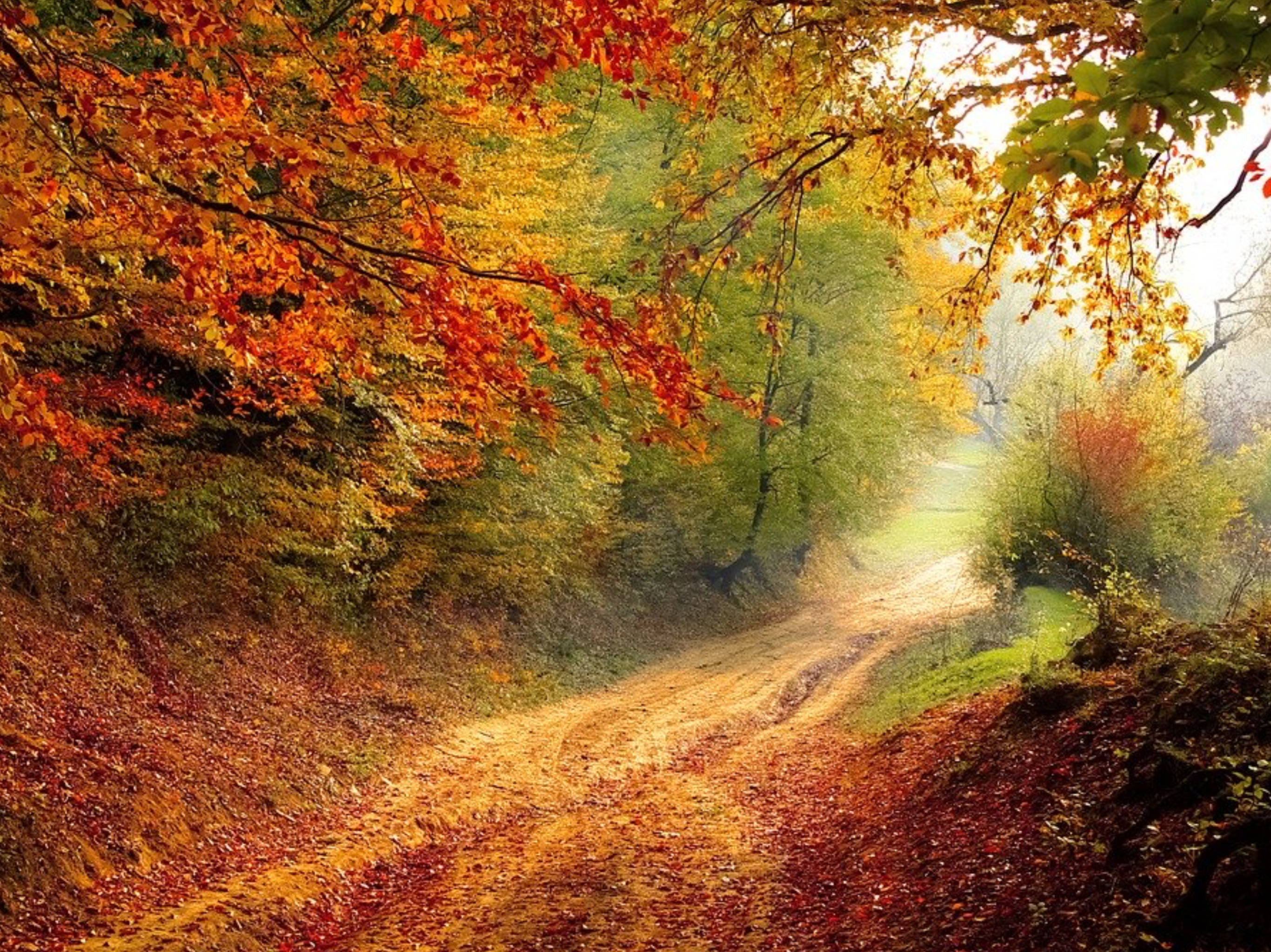 Pursue Peace And Holiness